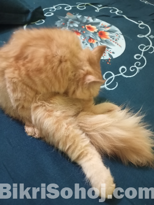 Persian Ginger Male Cat